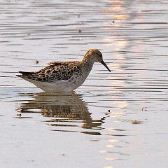 Calidris_pugnax