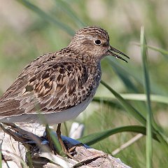 Calidris_temminckii