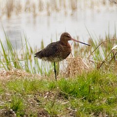 Limosa_limosa