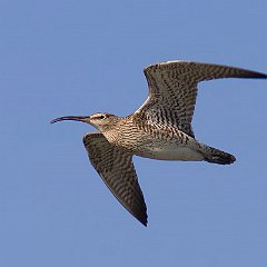 Numenius_phaeopus