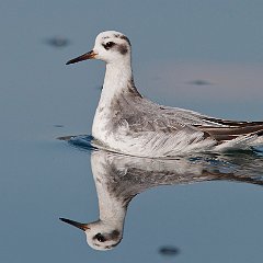 Phalaropus_fulicarius