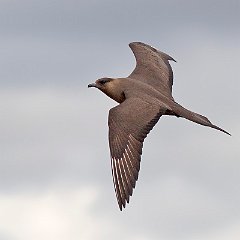 Stercorarius_parasiticus