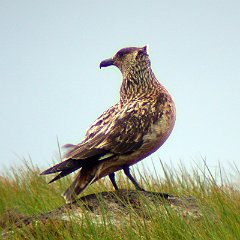 Stercorarius_skua