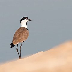 Charadriidae