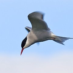 Laridae