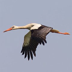IMG_1010