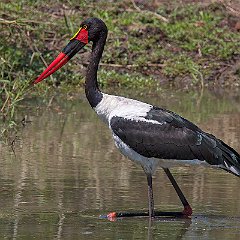 Ephippiorhynchus_senegalensis