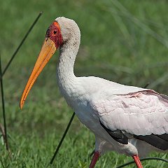 Mycteria_ibis