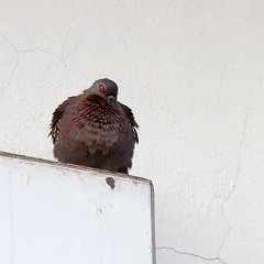 IMG_8850