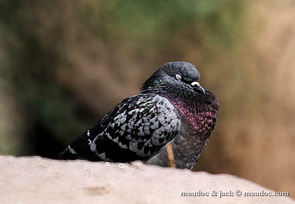 piccione.jpg - Feral Pigeon