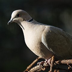 IMG_5833
