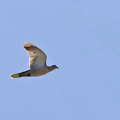 IMG_9994