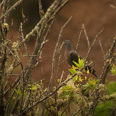 Columba_bollii