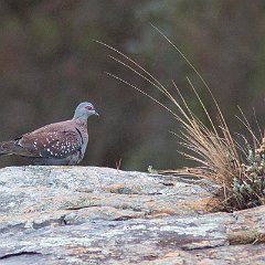 Columba_guinea