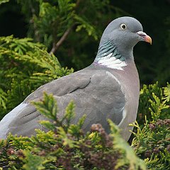 Columba_palumbus