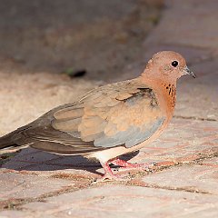 Spilopelia_senegalensis