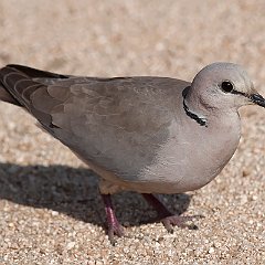 Streptopelia_capicola