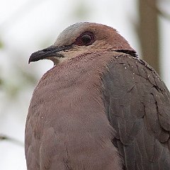 Streptopelia_semitorquata