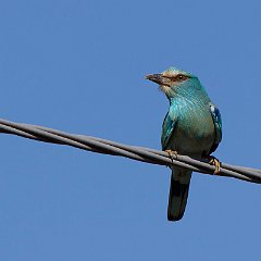 IMG_6756