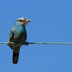 Coracias_garrulus