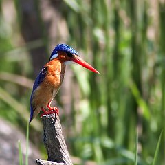 Corythornis_cristatus