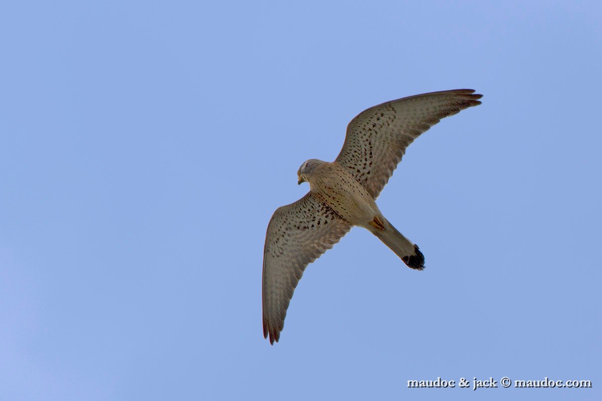 IMG_7074.jpg