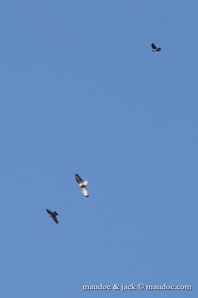 IMG_2936.jpg - with Buteo buteo & Corvus cornix