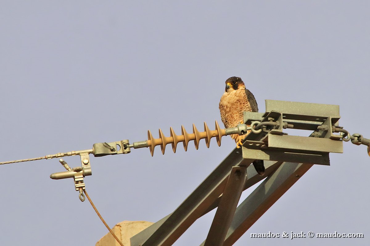 IMG_7962b.jpg - Falco p.pelegrinoides