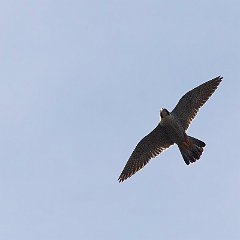 IMG_1539