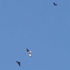 IMG_2936