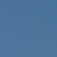 IMG_4353