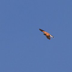 IMG_7630