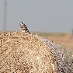 IMG_2794CROP