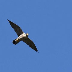 Falco_peregrinus