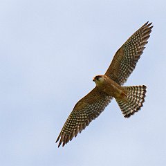 Falco_vespertinus