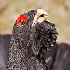 IMG_4393