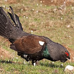 IMG_4427