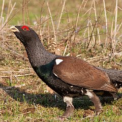 IMG_4438