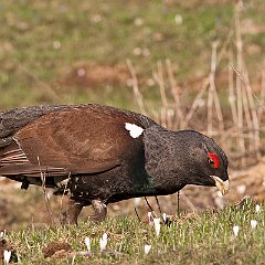 IMG_4526