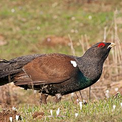 IMG_4528