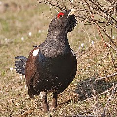 IMG_4535