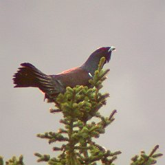 gallo_ce