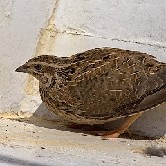 Coturnix_coturnix