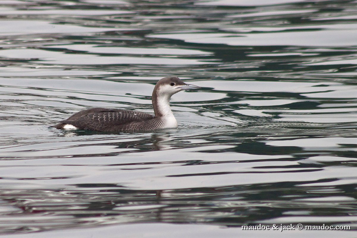 IMG_0143.jpg - Lake Garda, Italy