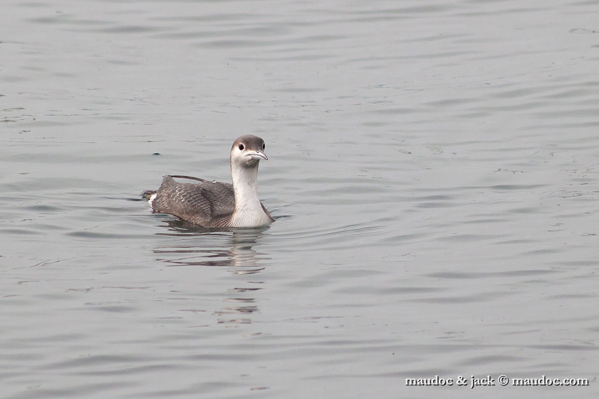 IMG_0167.jpg - Lake Garda, Italy