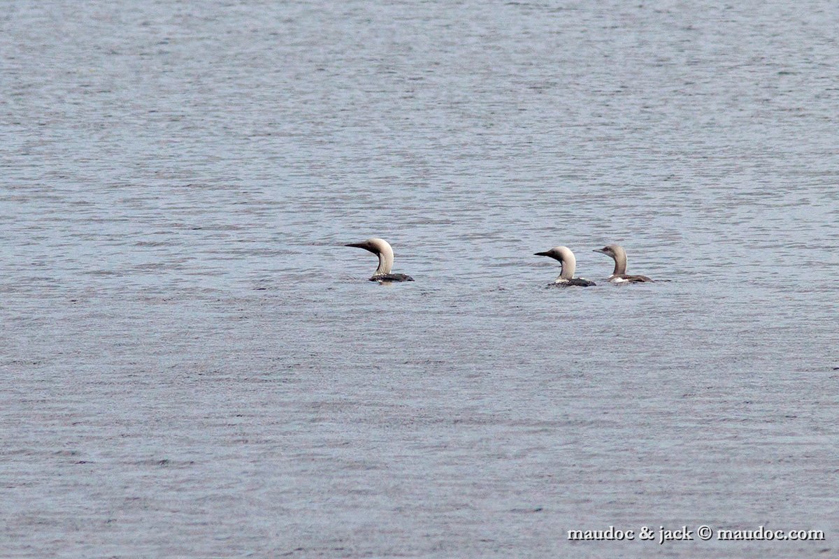 IMG_4842.jpg - Sweden