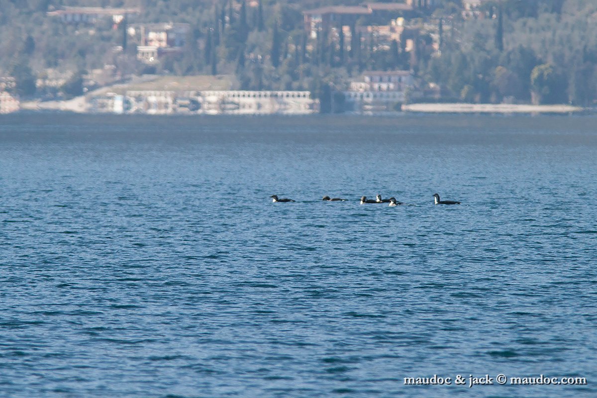 IMG_6047.jpg - Lake Garda, Italy