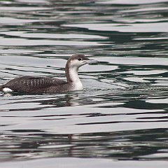 IMG_0143