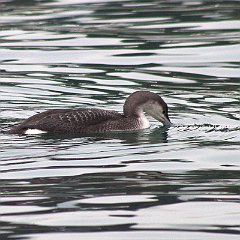 IMG_0146