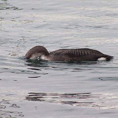 IMG_0155